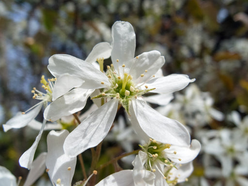 A single Service Berry blossom with five stems, one stamen, and multiple pistils. 6 blossoms in the back ground