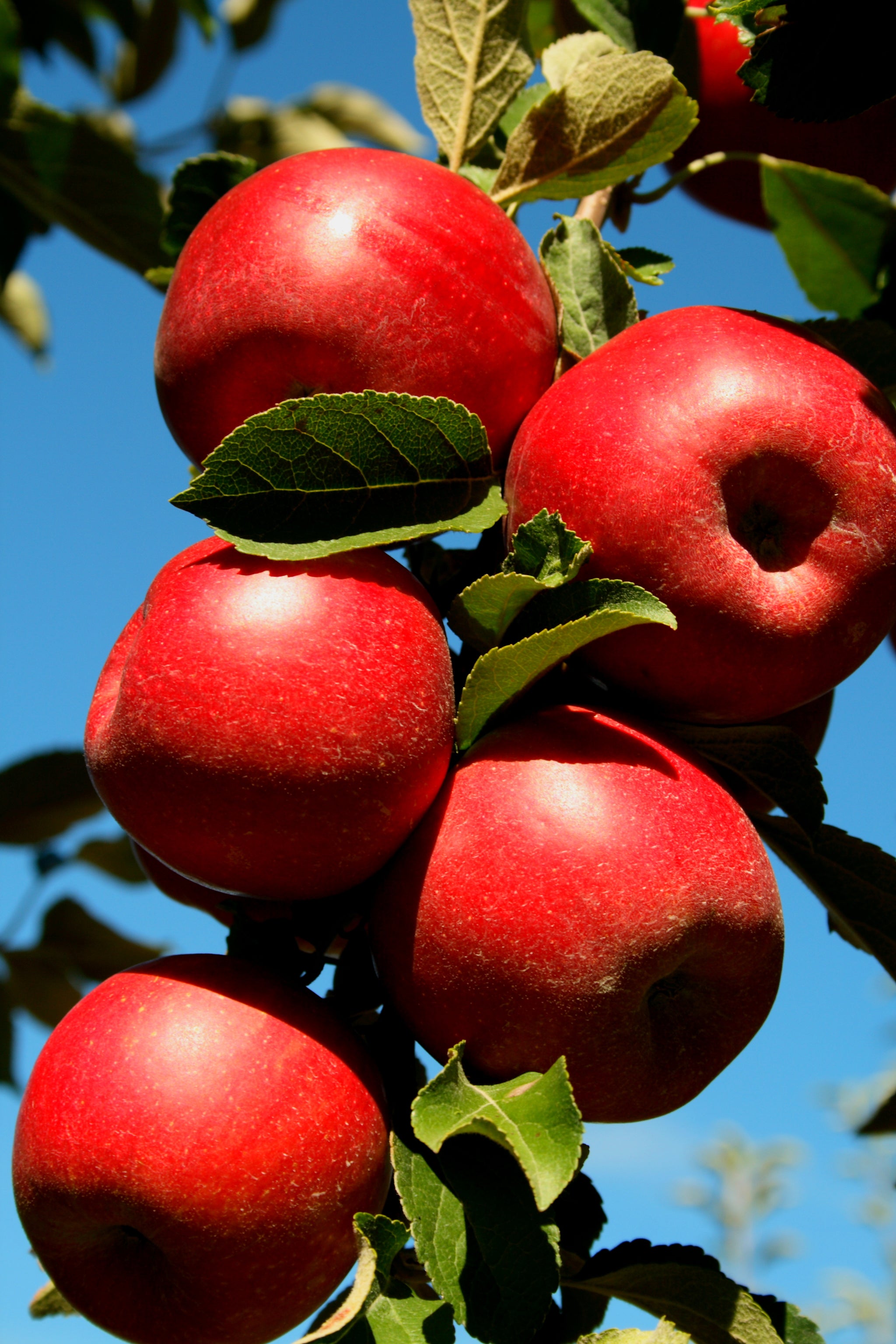 Heirloom Apples — Roots to Fruits Nursery
