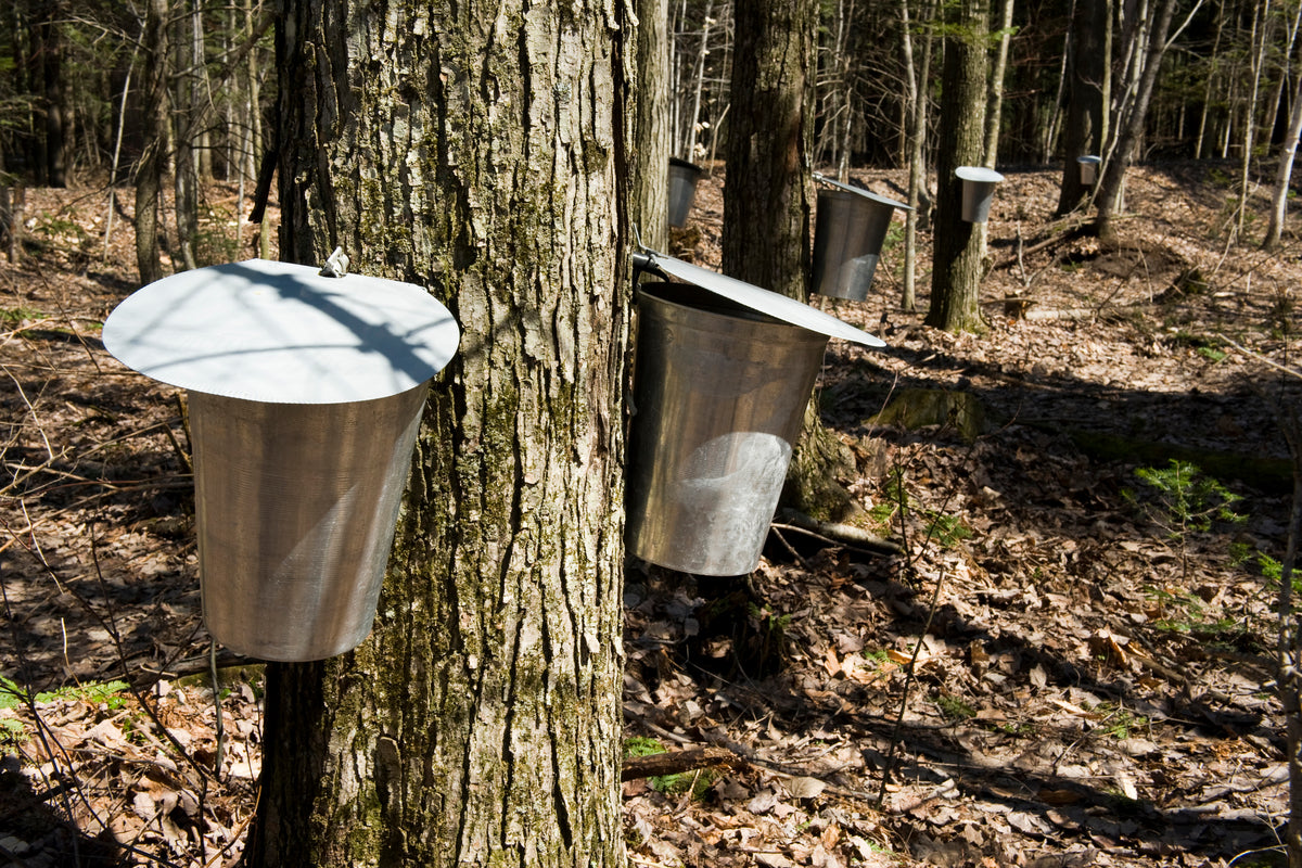 Sugar Maple Tree — Roots to Fruits Nursery