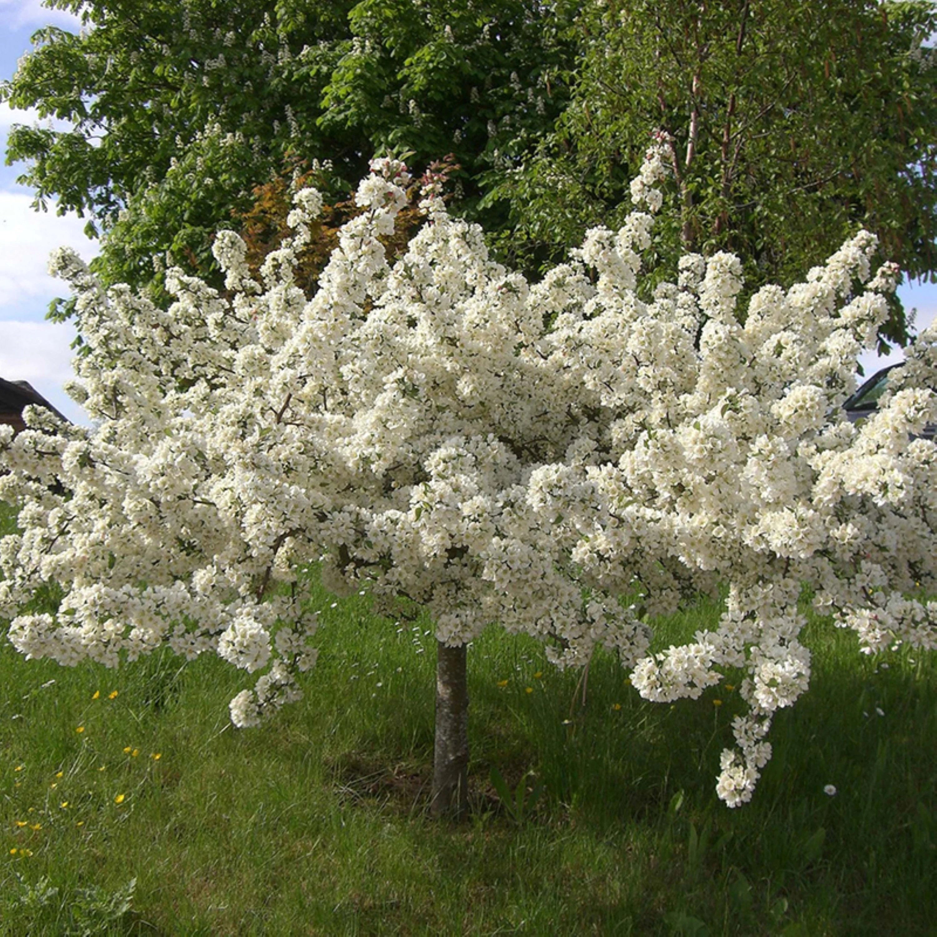 Roman Roots Nursery Sargent Tina Flowering Crabapple Tree - Thumbnail 2