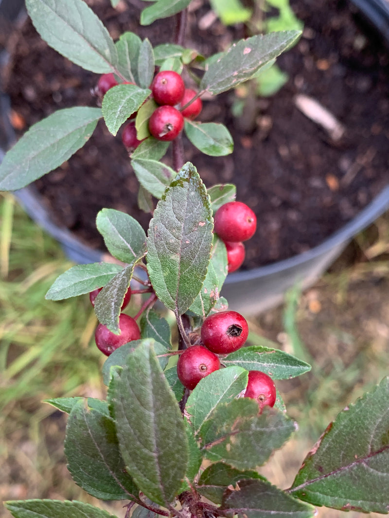 Profusion Flowering Crabapple Tree