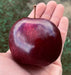 Shiny dark red Arkansas Black Apple in Harrison's hand