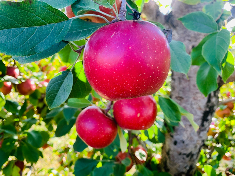 Haralson Apple Trees