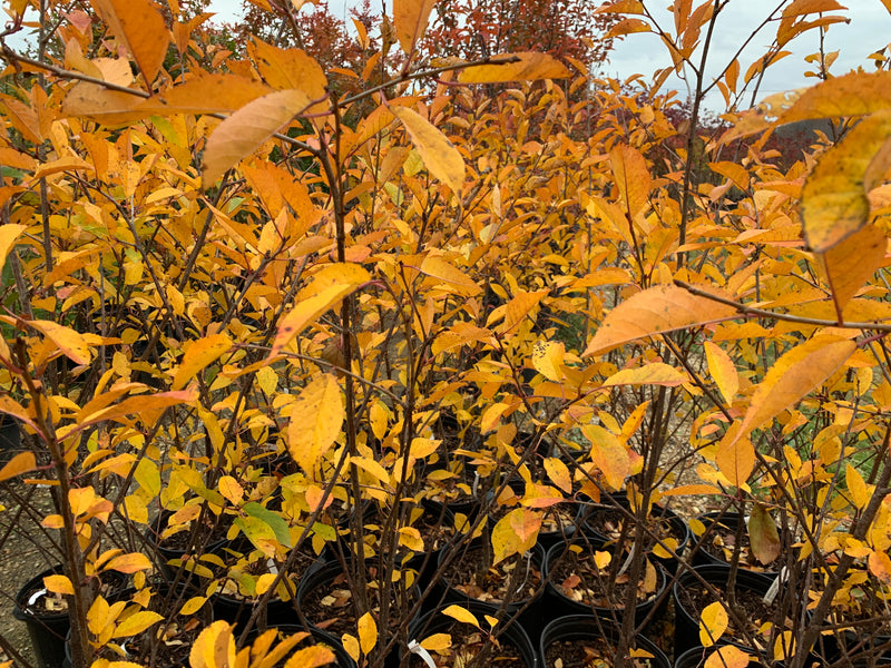 Montmorency Cherry Tree