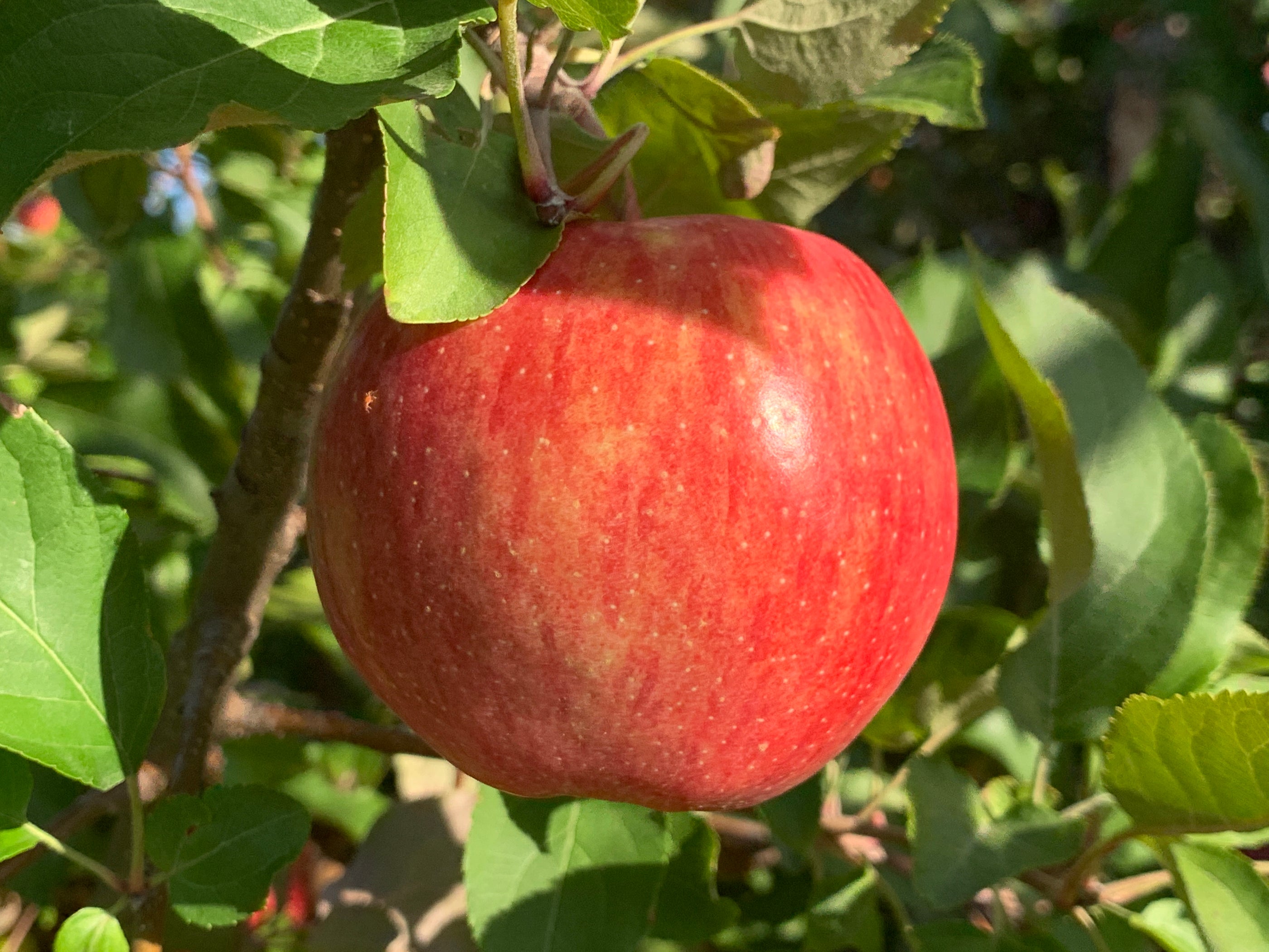 Cameo Apple — Roots to Fruits Nursery