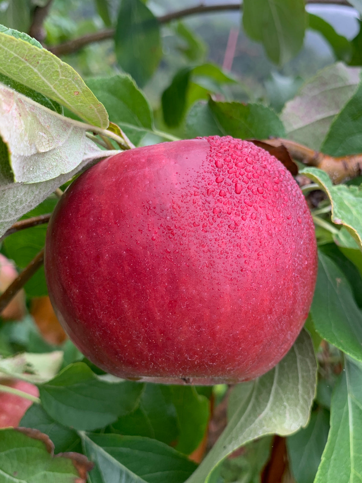 Monarch Apple Trees — Roots to Fruits Nursery