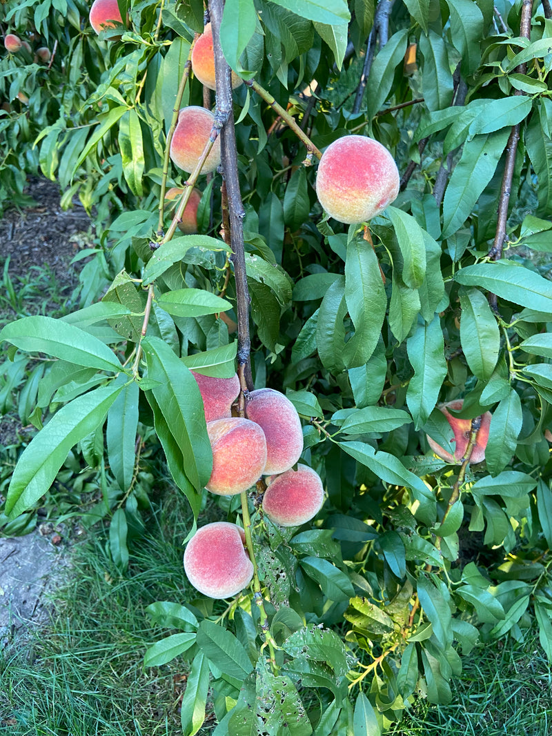 Contender Peach Tree