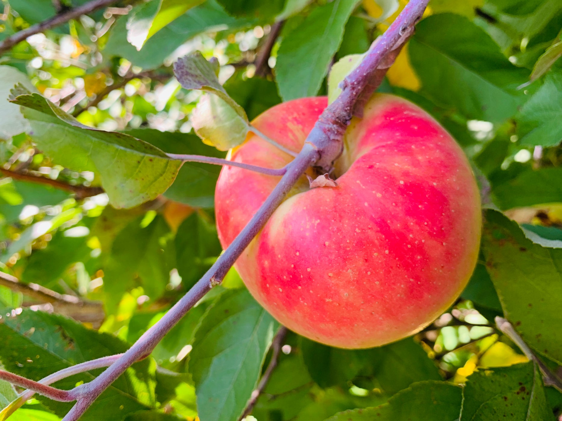 Winter Banana Apple — Roots To Fruits Nursery