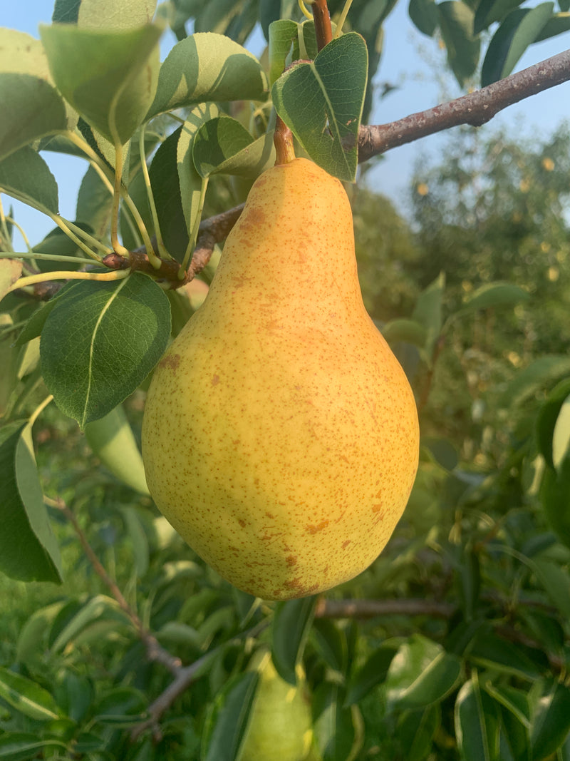 Bartlett Pear Tree