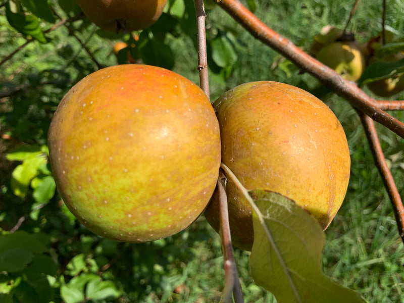 Golden Russet Apple Trees
