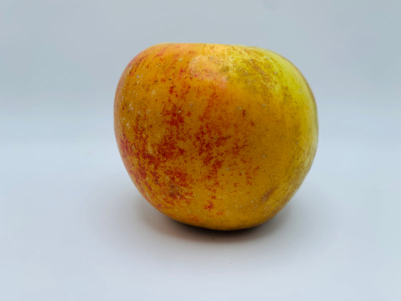 Golden Russet Apple Trees