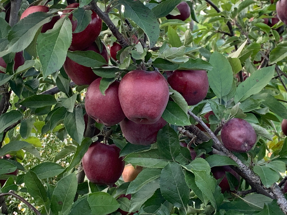 Apple Trees - Red Delicious