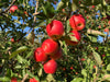7 red ambrosia apples hanging from a tree branch with 47 red apples hanging behind