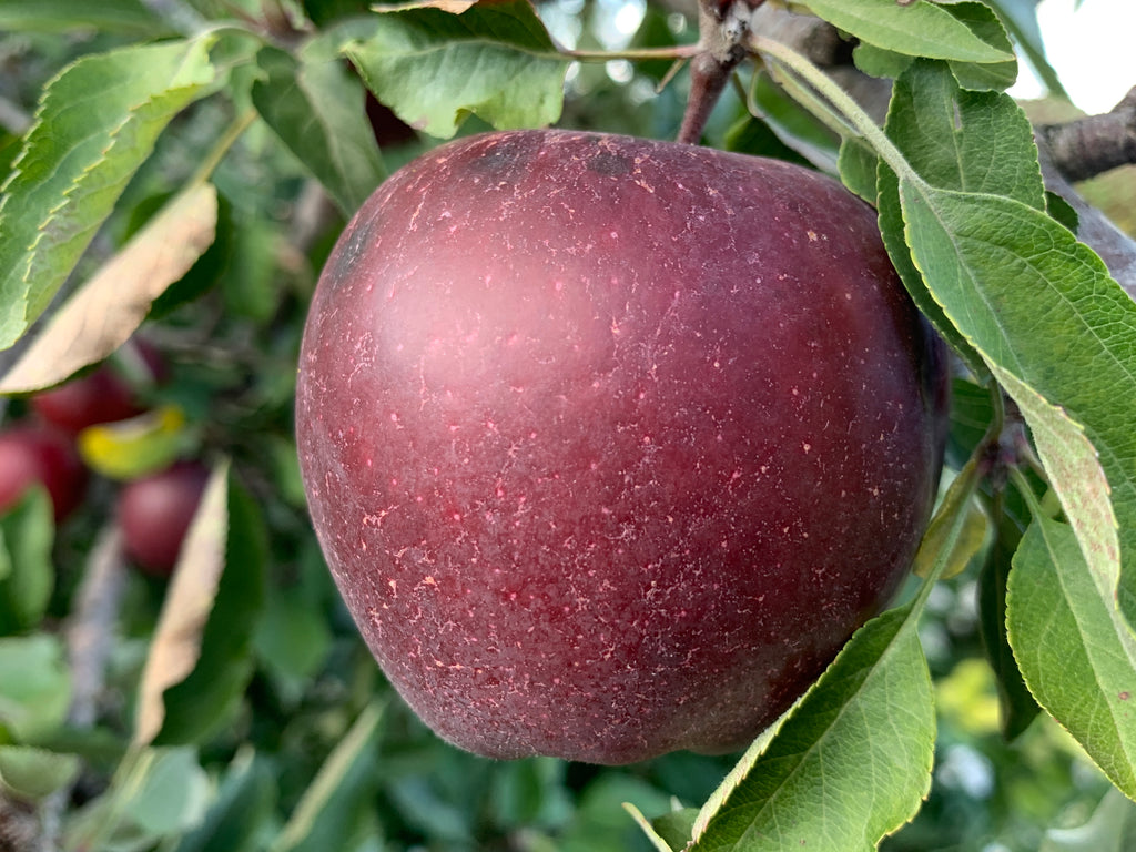 Organic Red Delicious Apples, 1 lb, Devoto Gardens