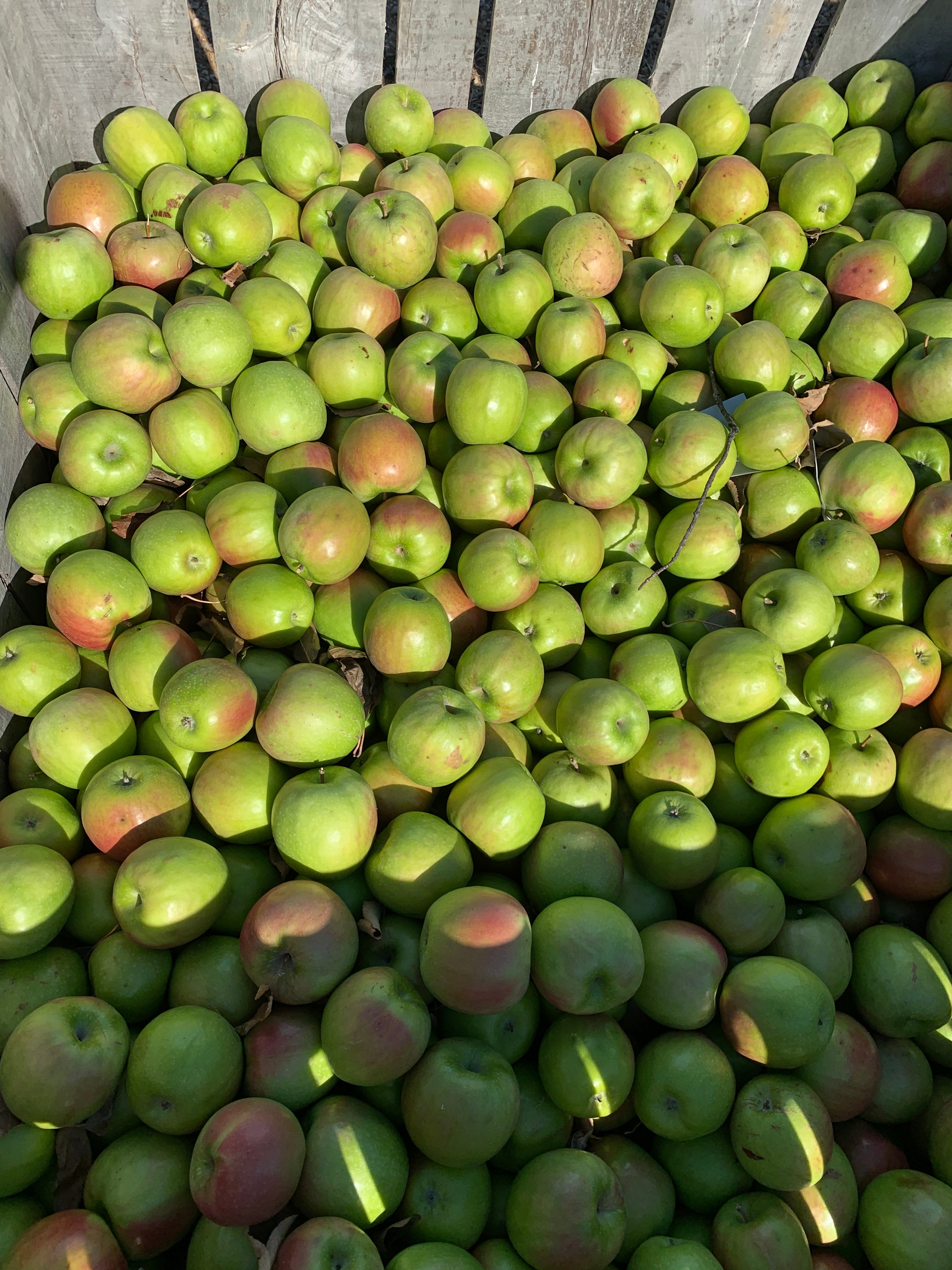 Granny Smith Apple Trees — Roots to Fruits Nursery