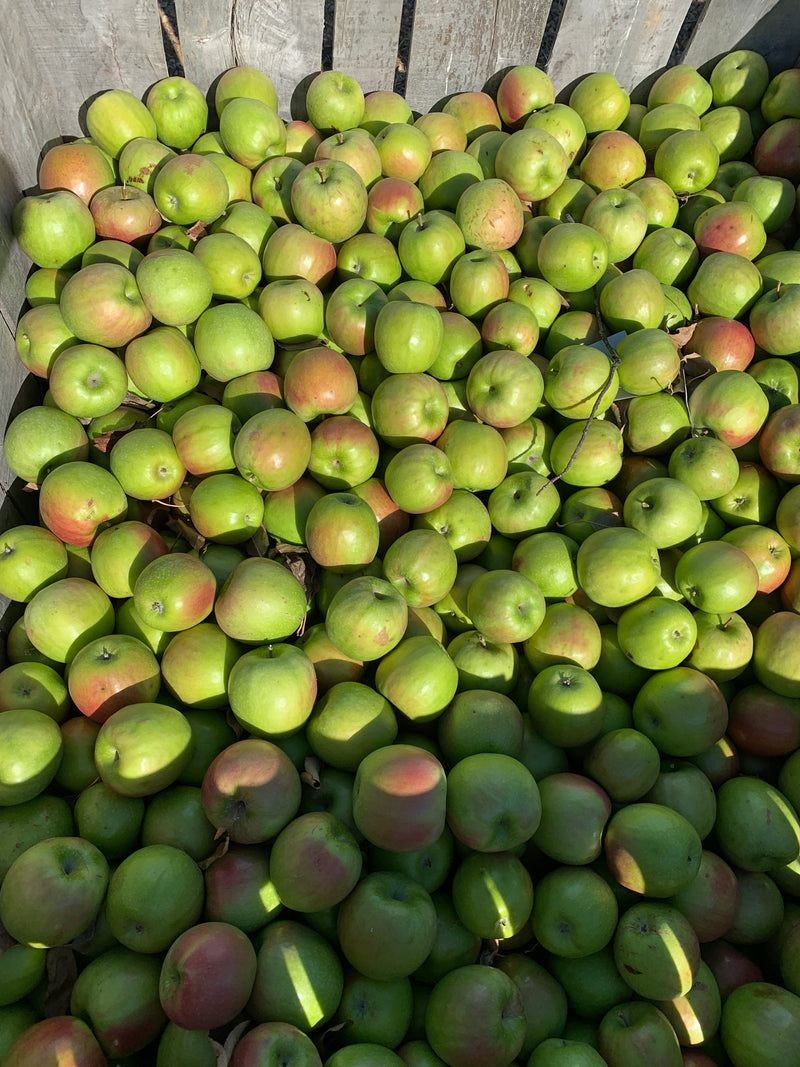 Granny Smith Apple Trees