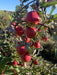 5 ambrosia apples hanging from a tree branch on an orchard in gays mills, wi