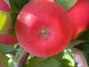 the calyx perspective on an ambrosia apple