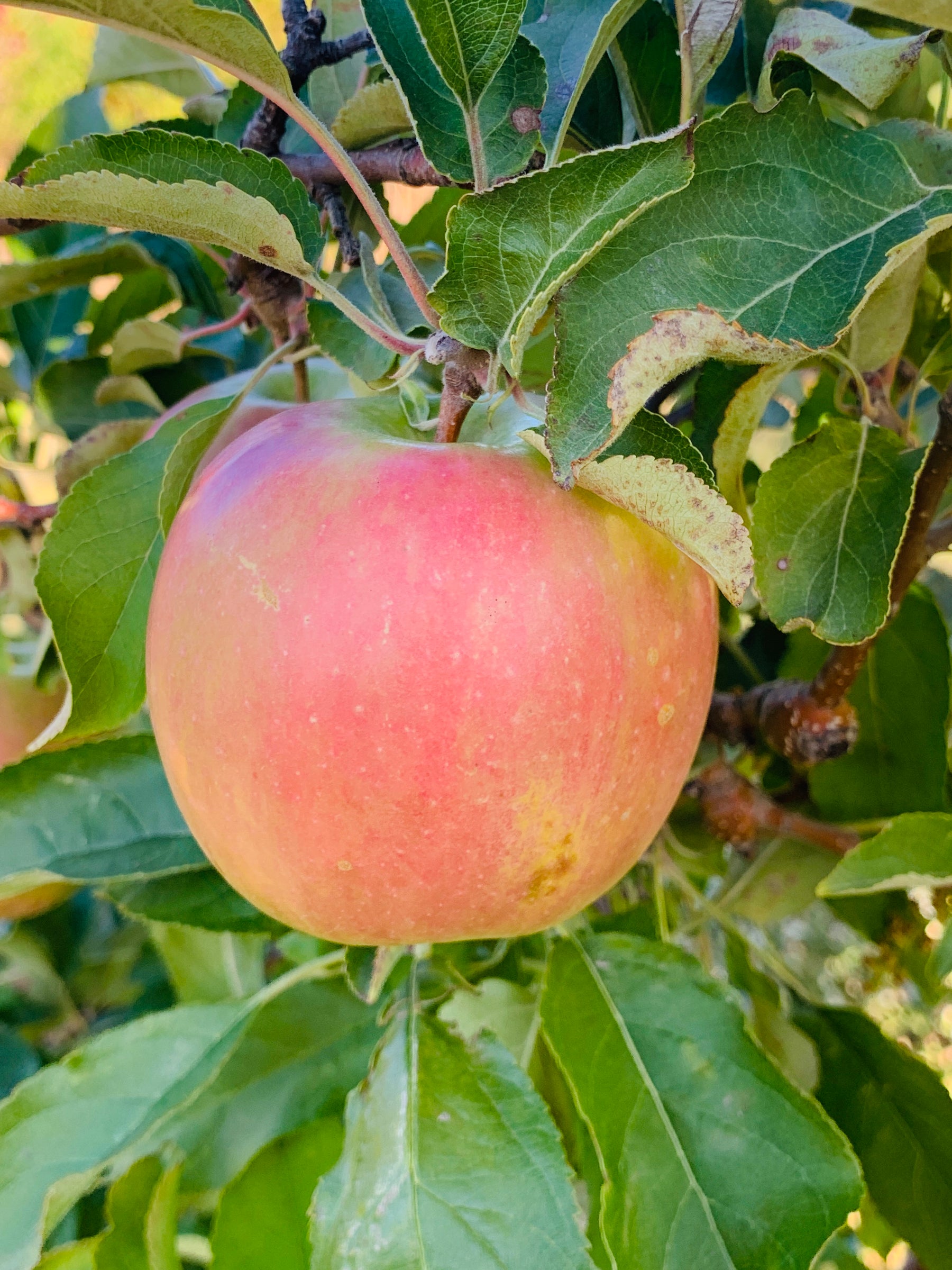 Granny Smith Apple Trees — Roots to Fruits Nursery