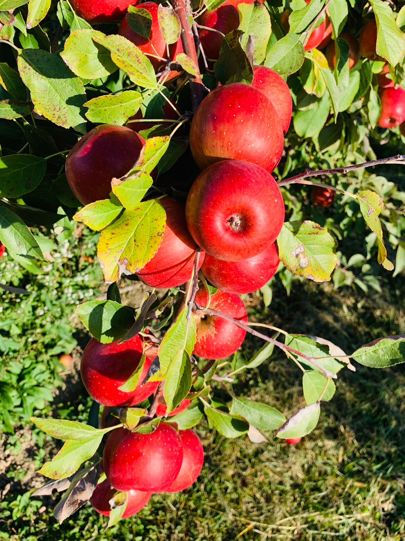 Haralson Apple Trees