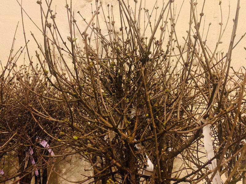 Dwarf Korean Lilac on Standard