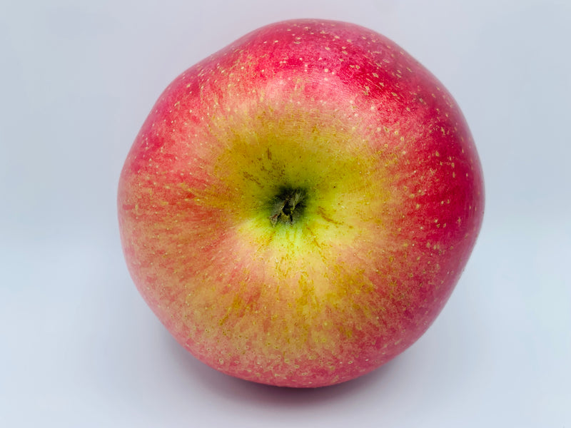 Wolf River Apple Tree