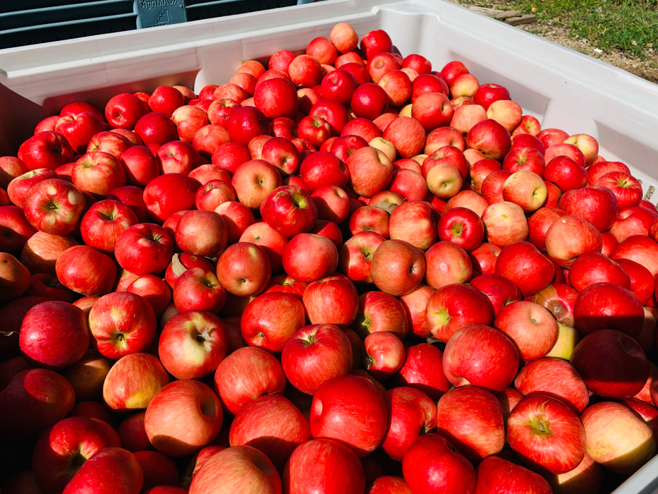 Raw Red Organic Honeycrisp Apples Ready Eat Stock Photo by ©bhofack2  206659498