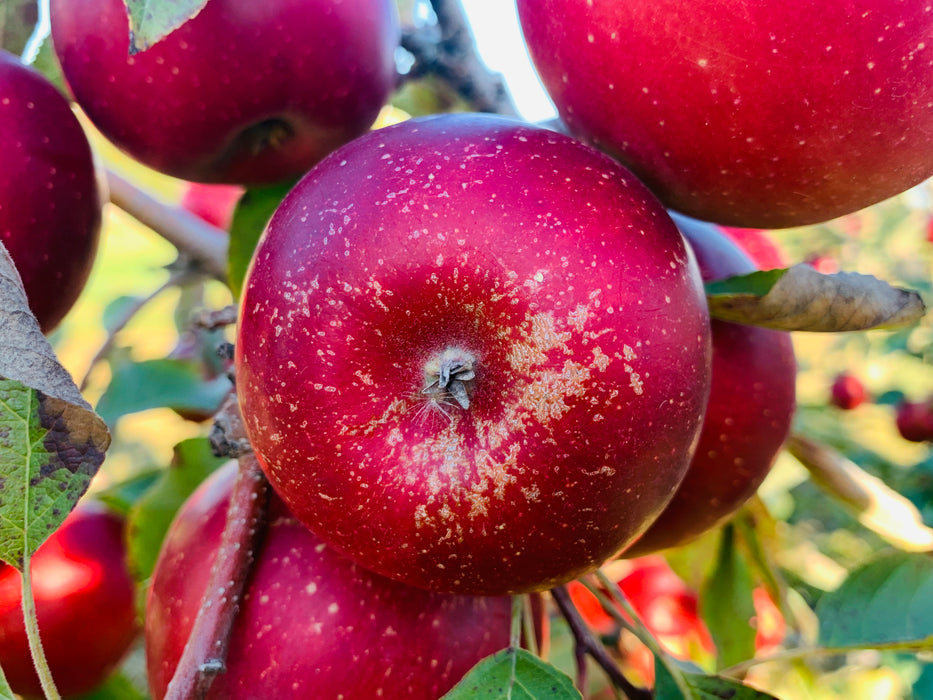 Haralson Apple — Roots to Fruits Nursery