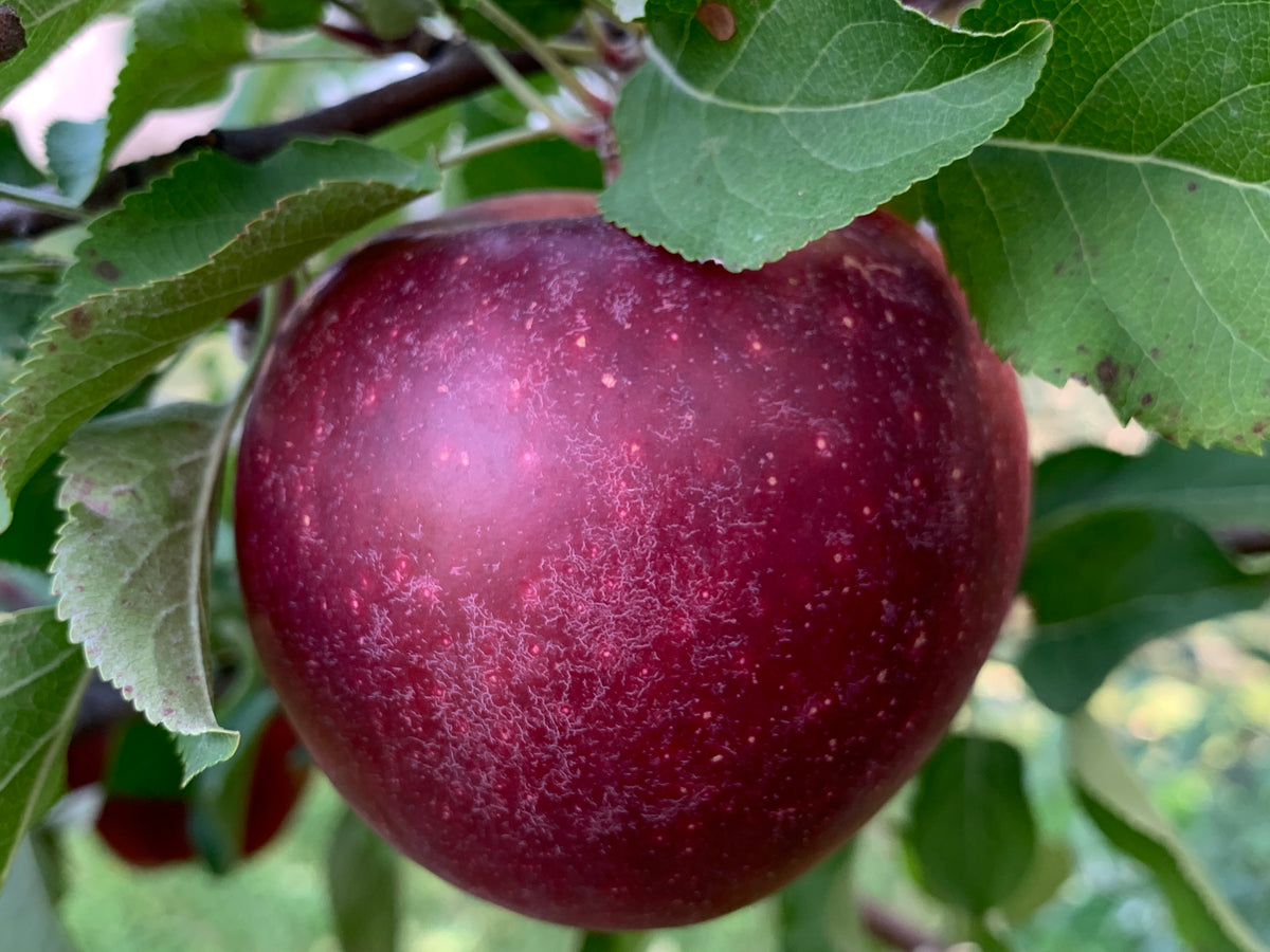 King David Apple — Roots to Fruits Nursery