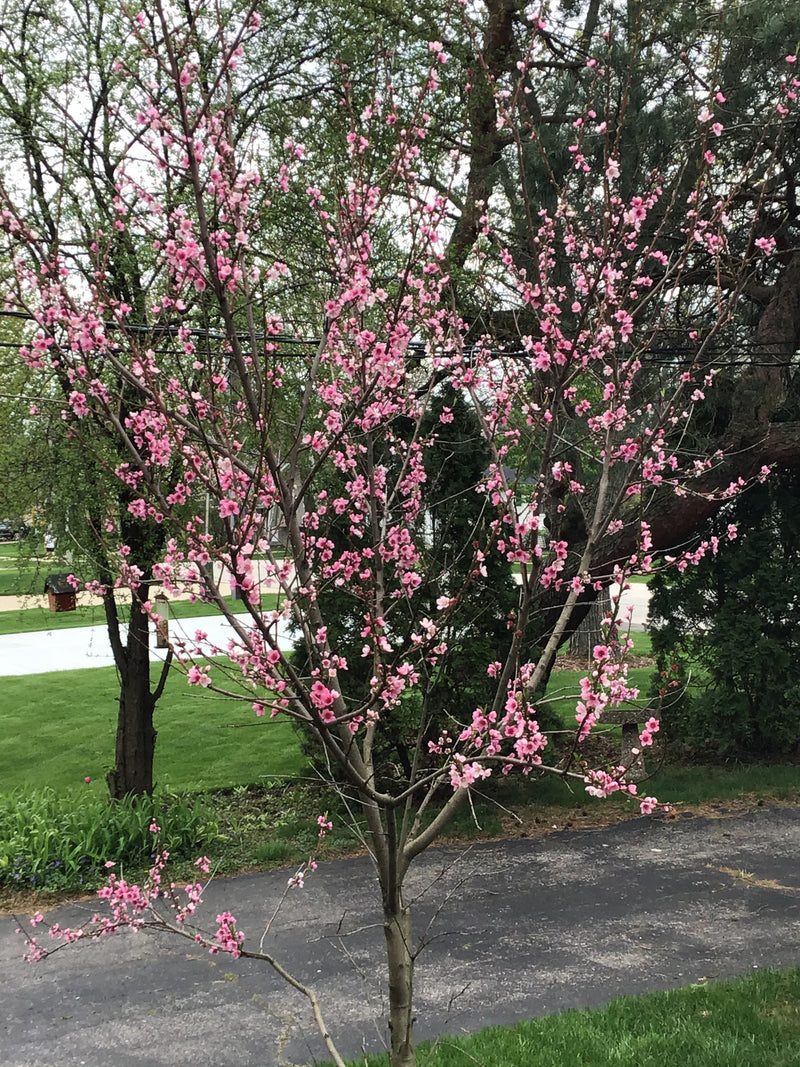 Contender Peach Tree