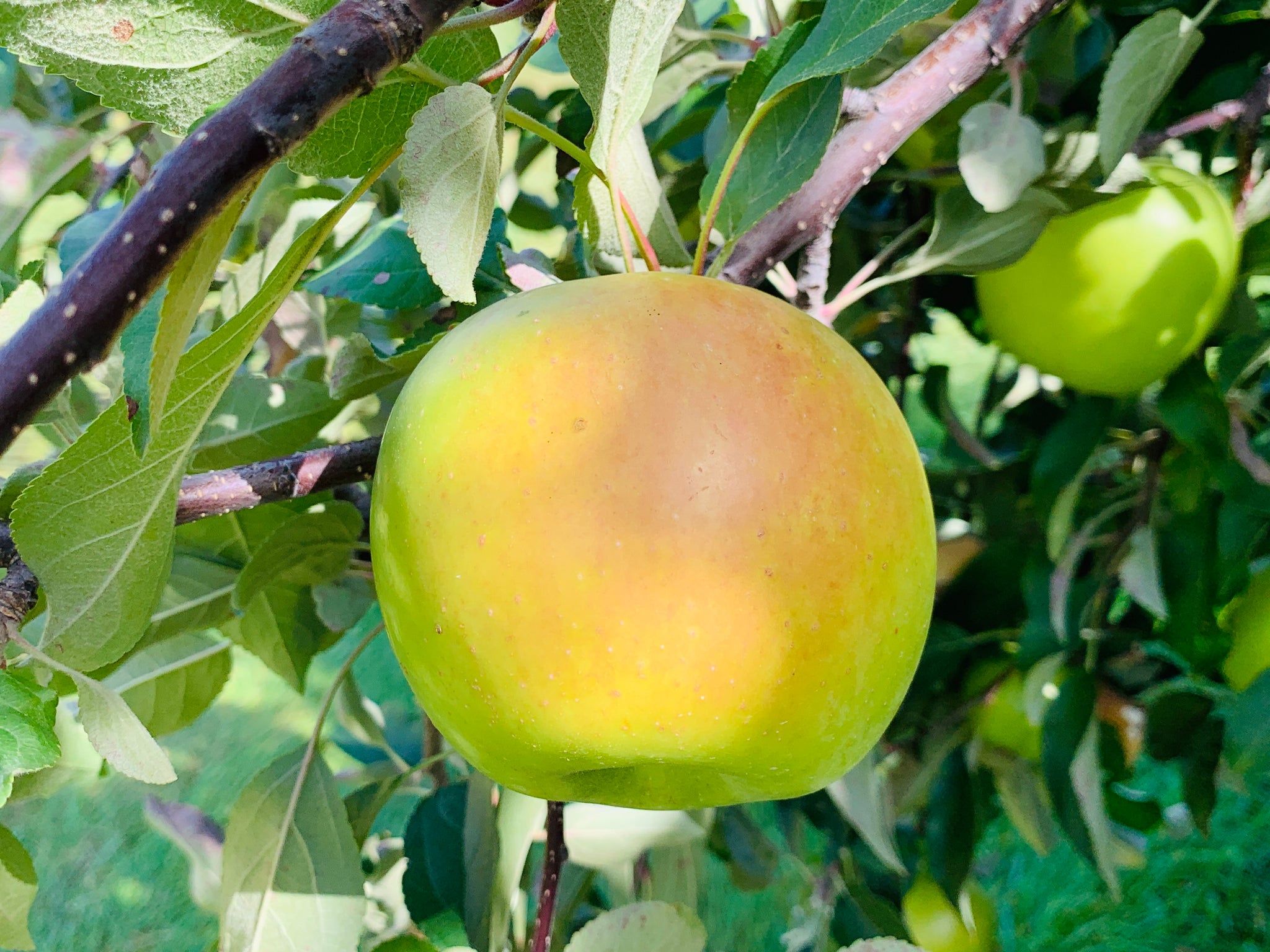 Heirloom Apples — Roots to Fruits Nursery