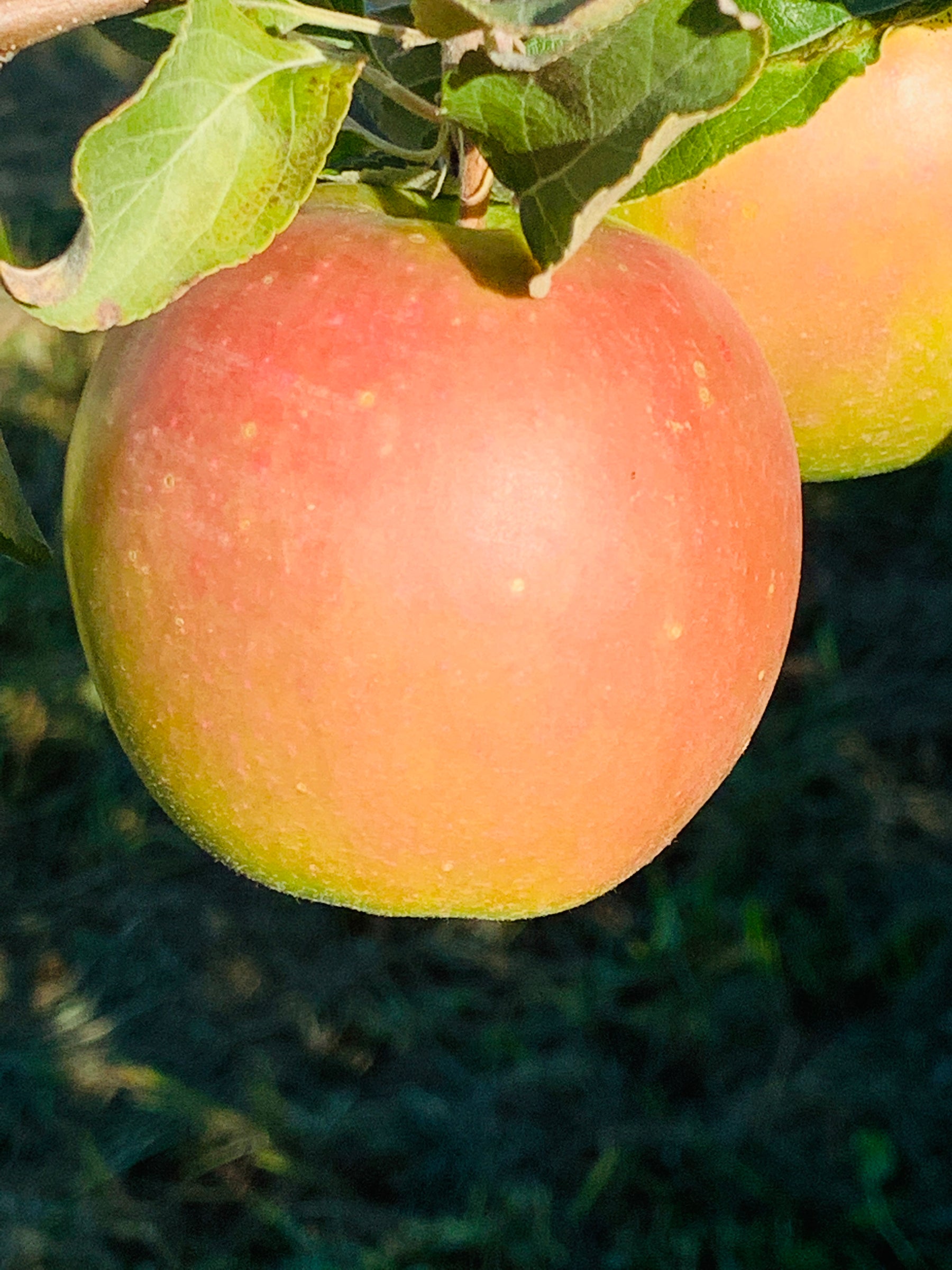 Granny Smith Apple Trees — Roots to Fruits Nursery