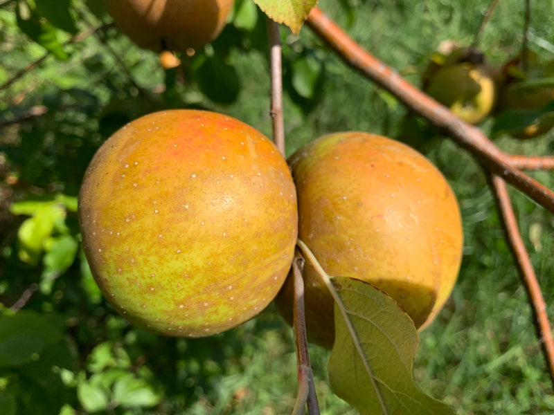 Golden Russet Apple Trees