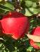 solidly red apple hanging from a tree branch with 2 apples behind it