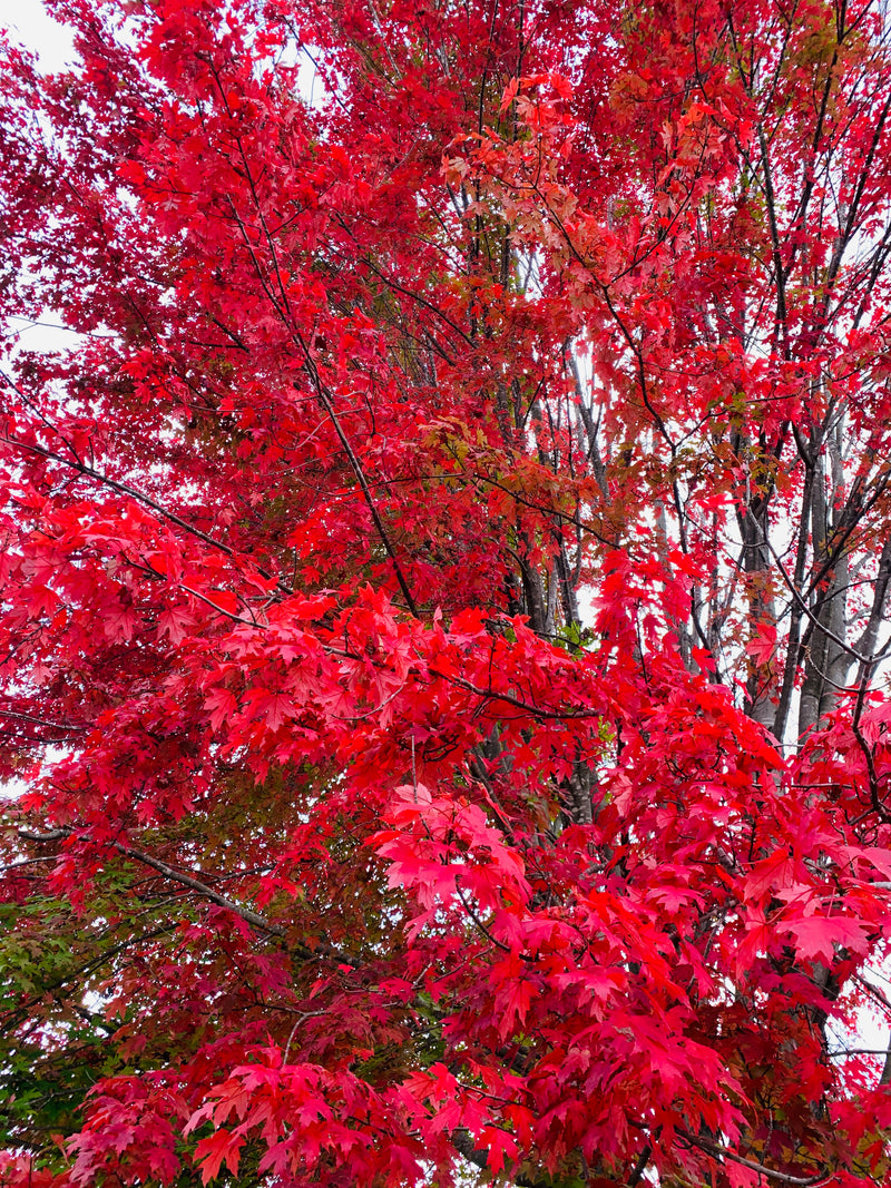 Autumn Blaze Maple Tree