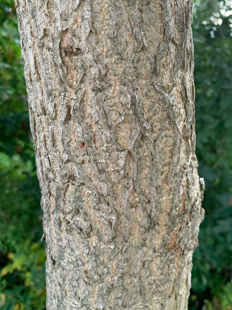 Autumn Gold Gingko Tree