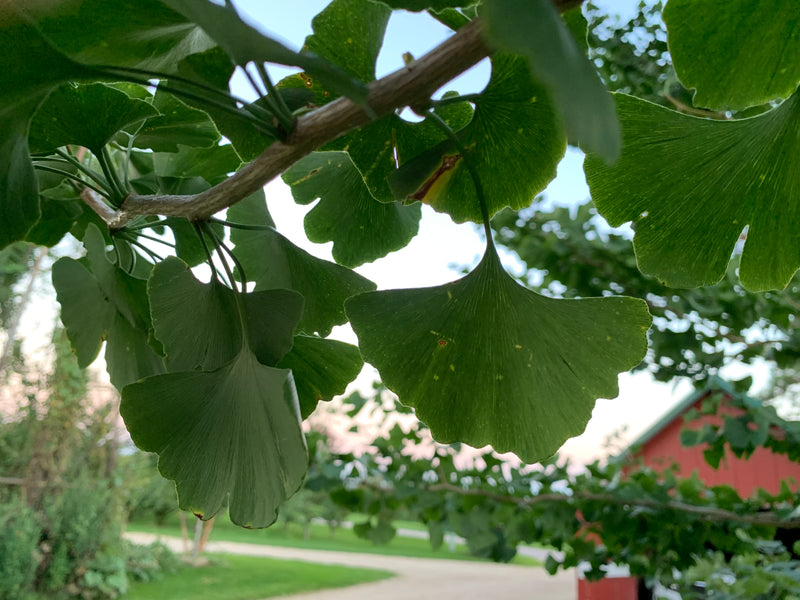Autumn Gold Gingko Tree