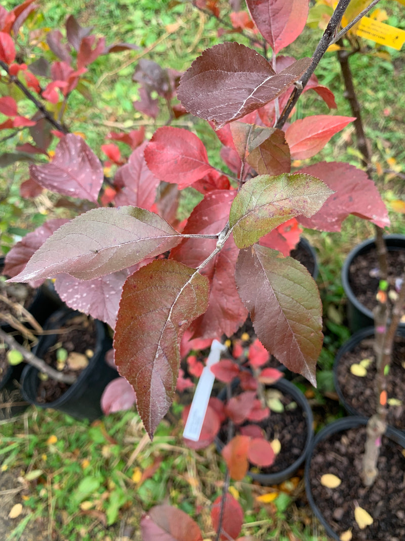 Redfield Apple Apple Tree