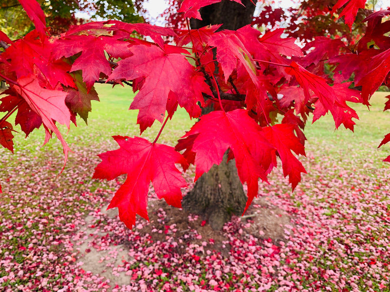 Autumn Blaze Maple Tree