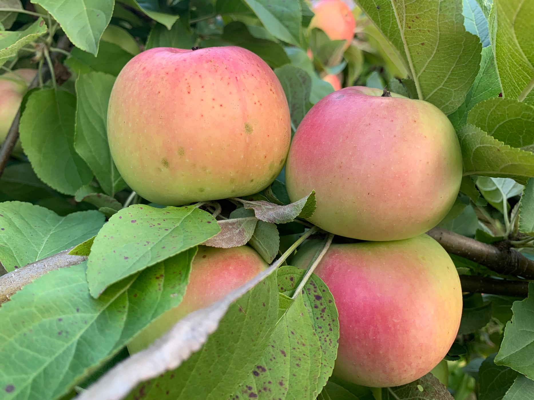 Winter Banana Apple — Roots To Fruits Nursery