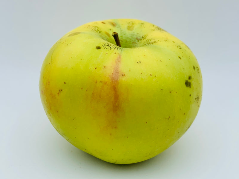 Tolman Sweet Apple Tree