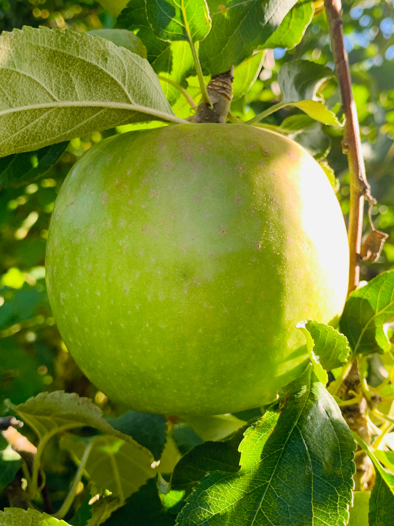 Granny Smith Apple Trees — Roots to Fruits Nursery