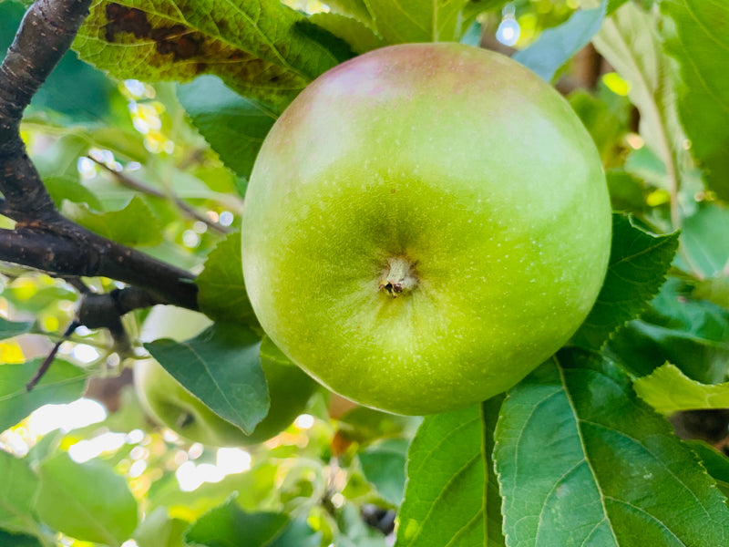 Granny Smith Apple Trees