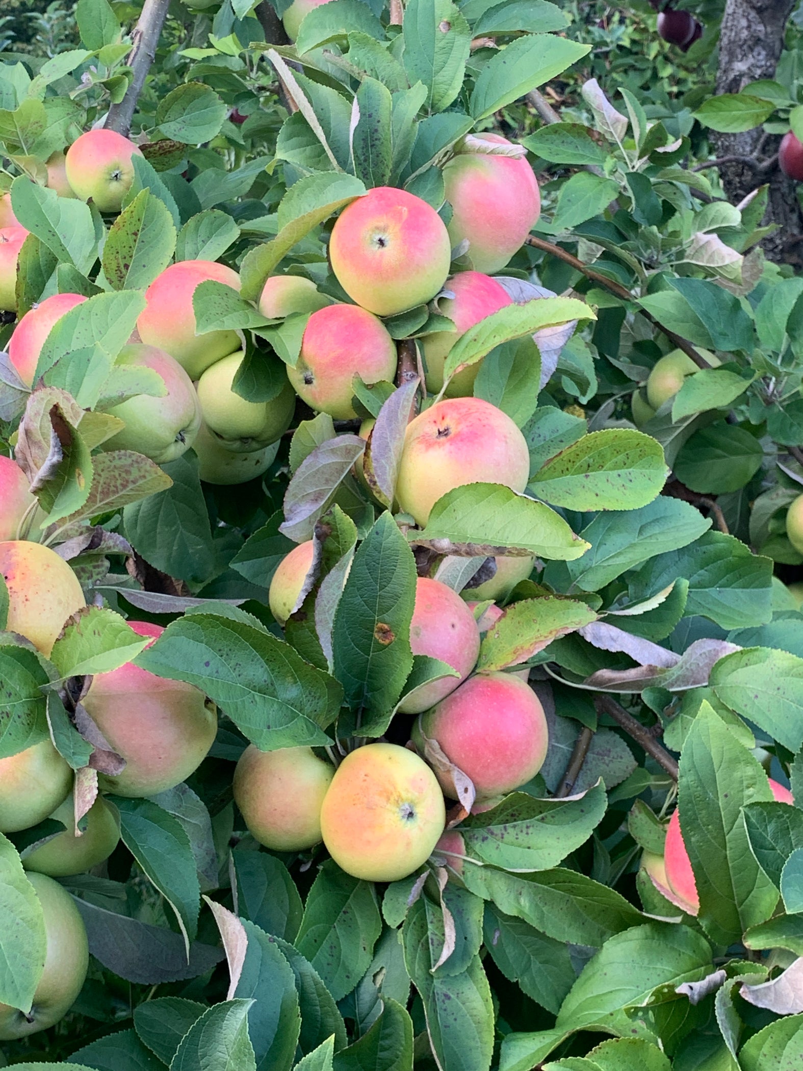 Winter Banana Apple — Roots To Fruits Nursery