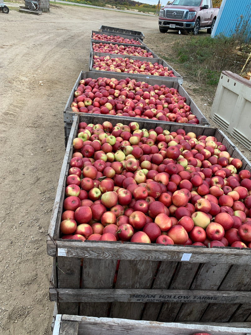 Haralson Apple Trees
