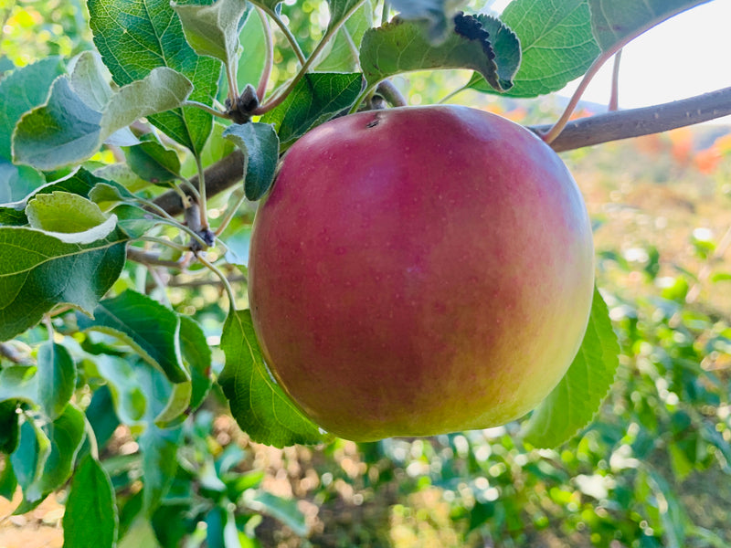 Granny Smith Apple Trees