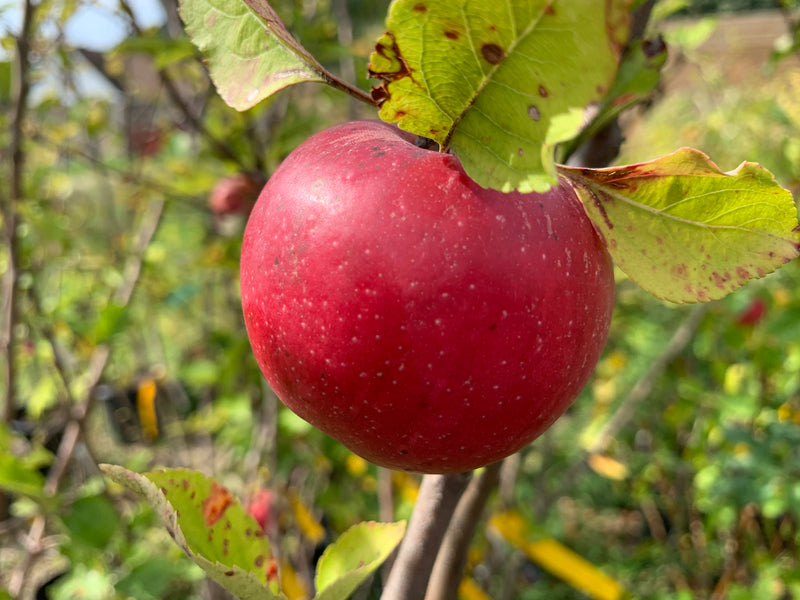 Stayman Winesap Apple Tree
