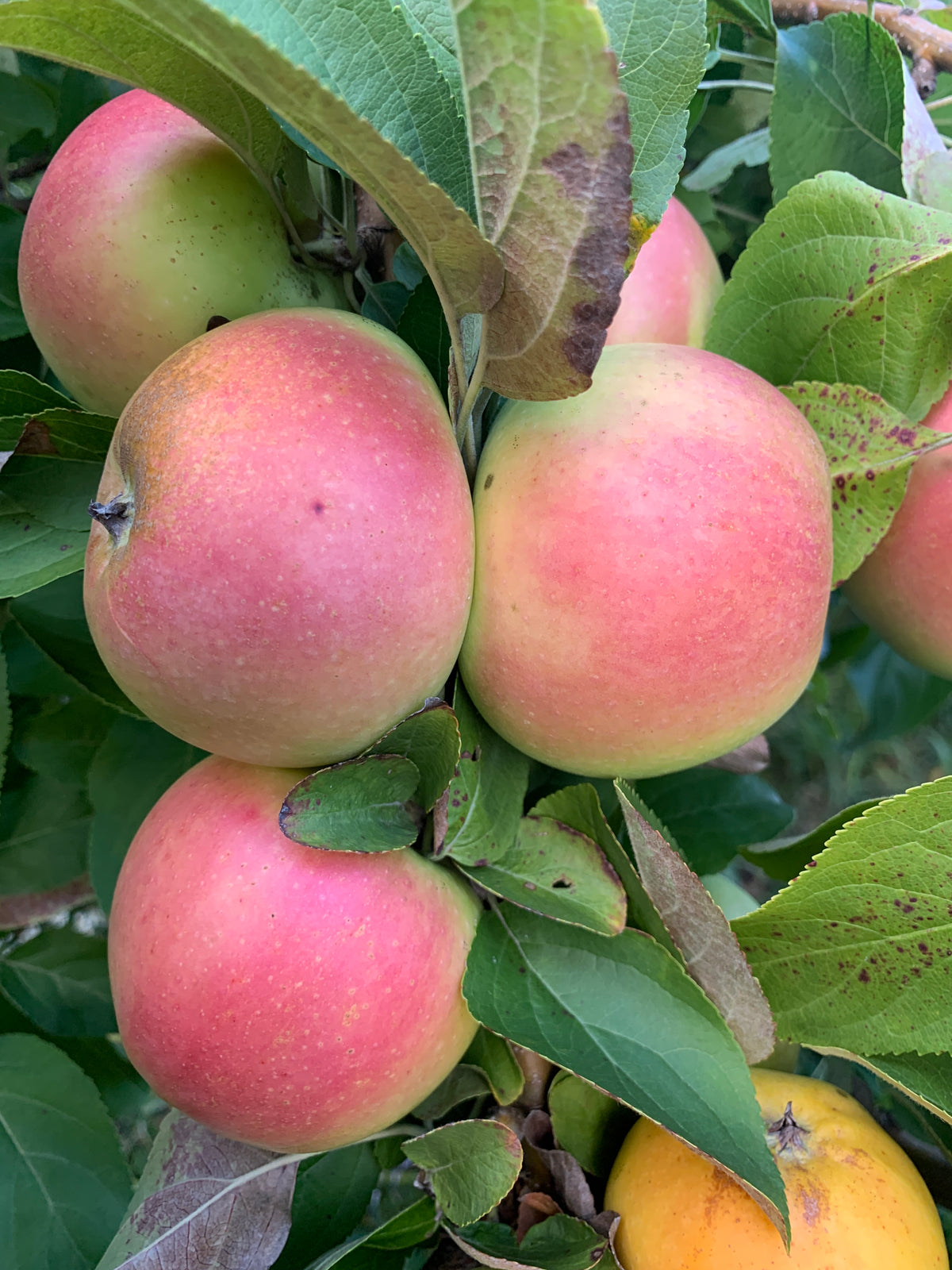 Winter Banana Apple — Roots To Fruits Nursery