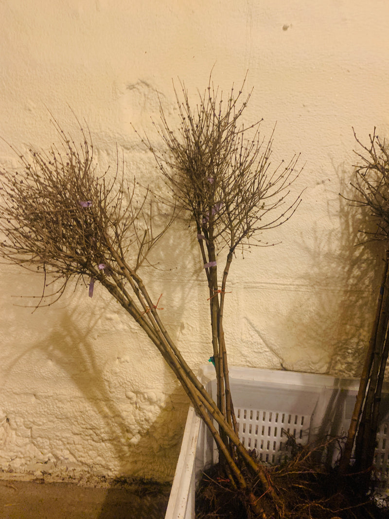 Dwarf Korean Lilac on Standard