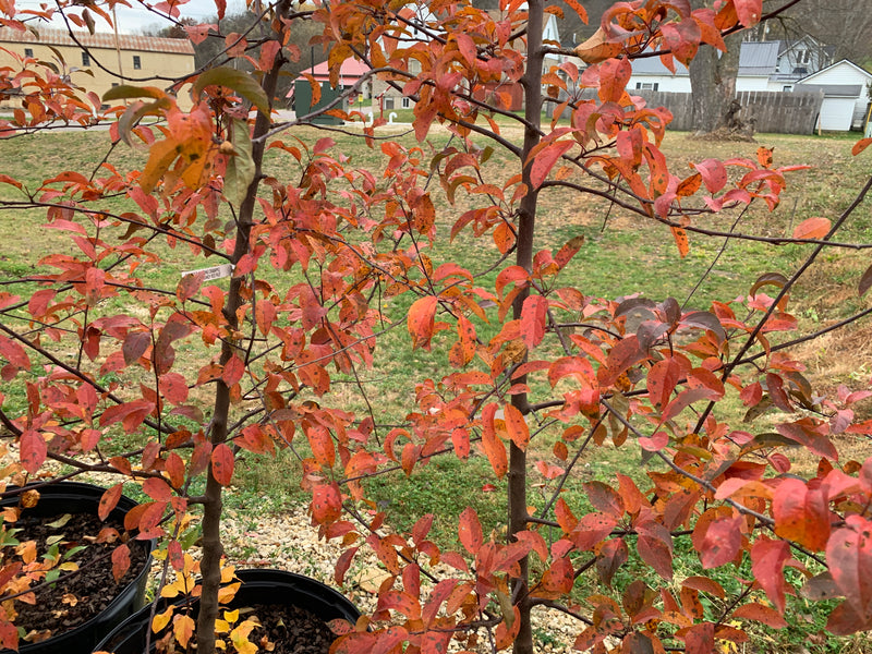 Radiant Flowering Crabapple Tree
